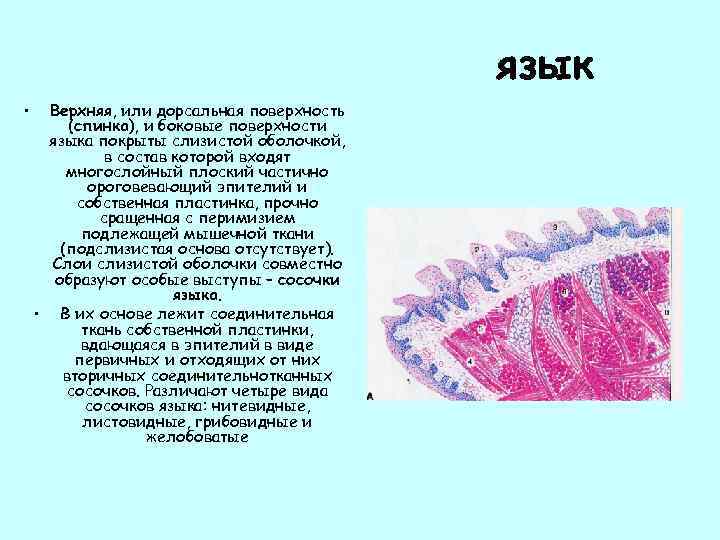 язык • Верхняя, или дорсальная поверхность (спинка), и боковые поверхности языка покрыты слизистой оболочкой,