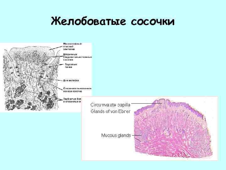 Желобоватые сосочки 