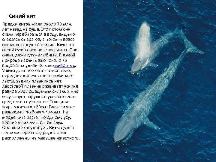 Где живет кит 1 класс ответ