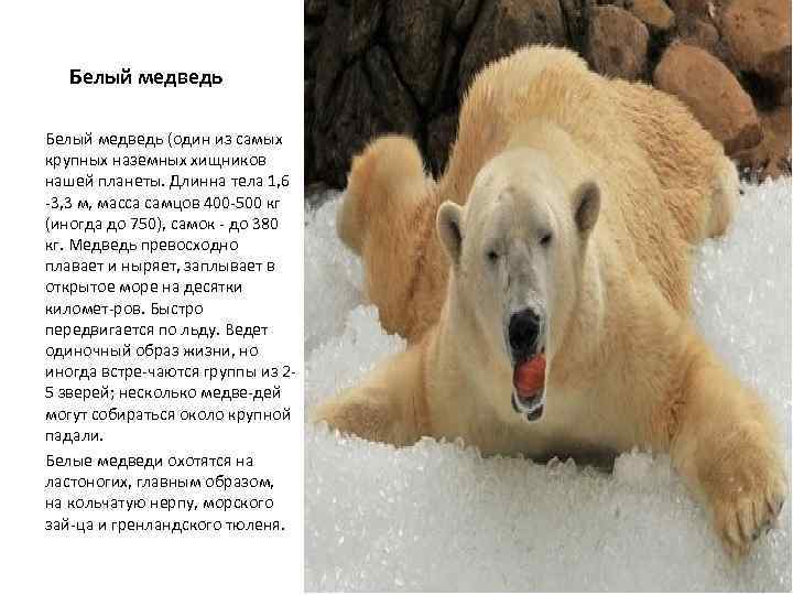 Белый медведь (один из самых крупных наземных хищников нашей планеты. Длинна тела 1, 6