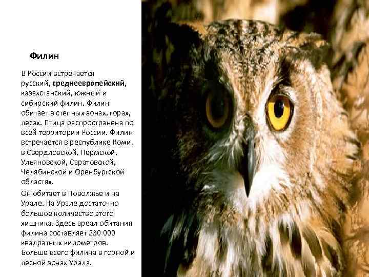 Природная зона где обитают совы. Филин природная зона. В какой природной зоне обитает Филин. Филин природная зона обитания. Филин где обитает в России.