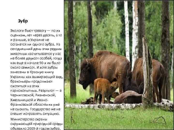 Зубр Экологи бьют тревогу — по их оценкам, лет через десять, а то и