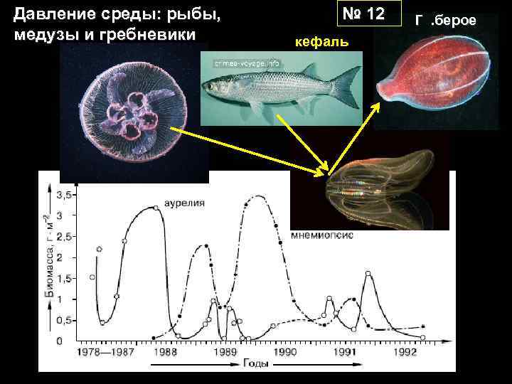 Давление среды: рыбы, медузы и гребневики № 12 кефаль Г . берое 