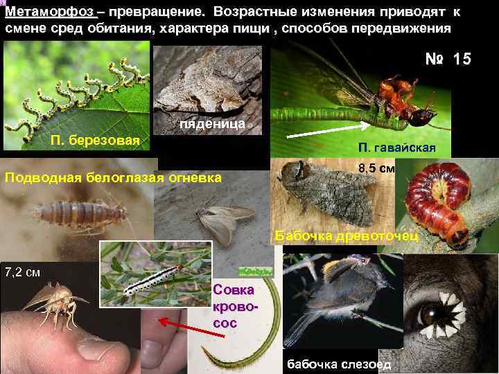 Метаморфоз – превращение. Возрастные изменения приводят к смене сред обитания, характера пищи , способов