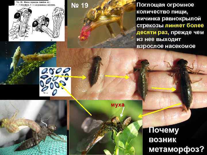 Поглощая огромное количество пищи, личинка равнокрылой стрекозы линяет более десяти раз, прежде чем из