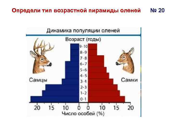 Соотношение особей. Возрастная пирамида популяции чаек. Возрастная структура популяции пирамида. Возрастные пирамиды животных. Возрастная структура популяции пирамиды возрастов.