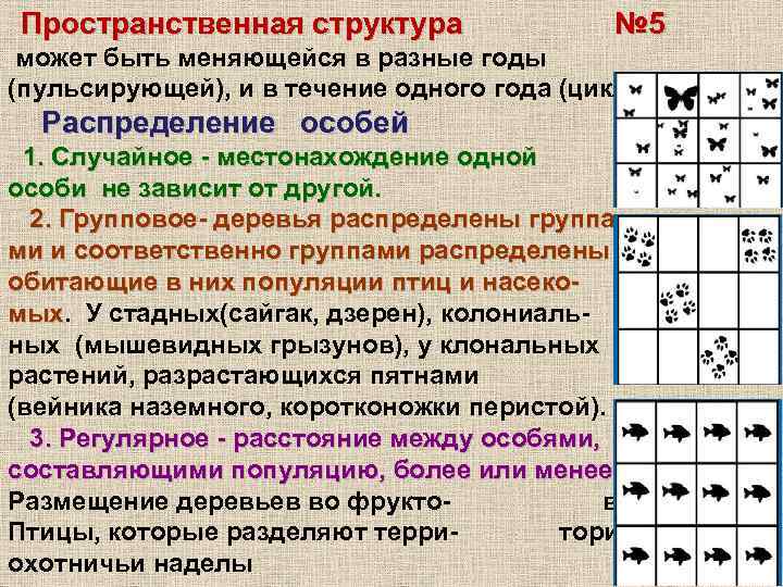  Пространственная структура № 5 может быть меняющейся в разные годы (пульсирующей), и в