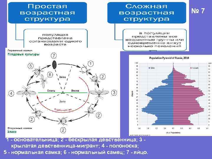 № 7 1 - основательница; 2 - бескрылая девственница; 3 - крылатая девственница-мигрант; 4