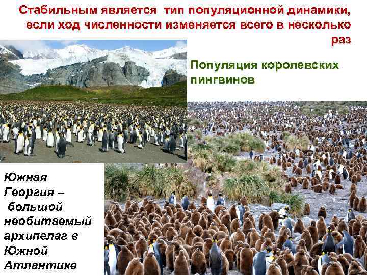 Стабильным является тип популяционной динамики, если ход численности изменяется всего в несколько раз Популяция