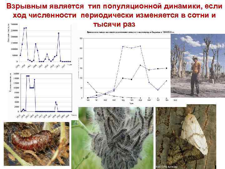 Взрывным является тип популяционной динамики, если ход численности периодически изменяется в сотни и тысячи