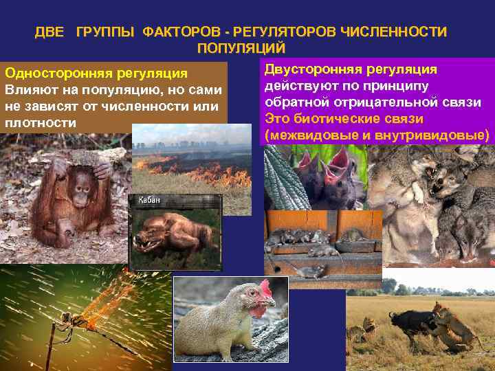 ДВЕ ГРУППЫ ФАКТОРОВ - РЕГУЛЯТОРОВ ЧИСЛЕННОСТИ ПОПУЛЯЦИЙ Двусторонняя регуляция Односторонняя регуляция действуют по принципу