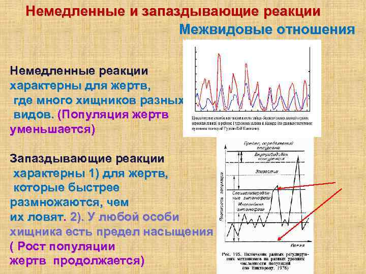 Немедленные и запаздывающие реакции Межвидовые отношения Немедленные реакции характерны для жертв, где много хищников