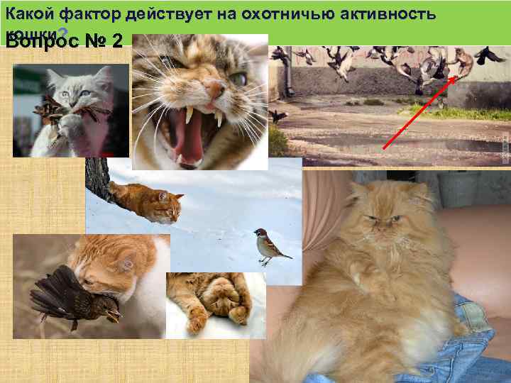 Какой фактор действует на охотничью активность кошки? Вопрос № 2 