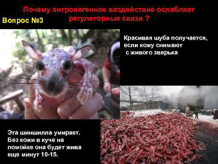 Почему антропогенное воздействие ослабляет регуляторные связи ? Вопрос № 3 Красивая шуба получается, если