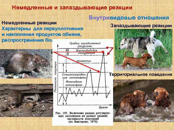 Немедленные и запаздывающие реакции Немедленные реакции Характерны для переуплотнения и накопления продуктов обмена, распространения