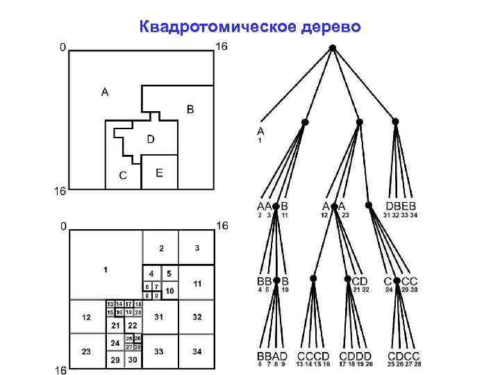 Квадротомическое дерево 