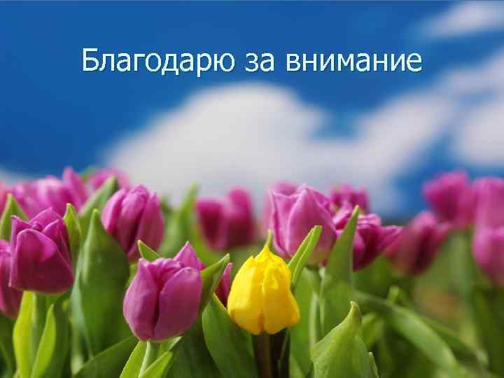 Цветы внимание. Благодарю за внимание. Благодарю за. Спасибо за внимание цветы. Спасибо за внимание с тюльпанами.