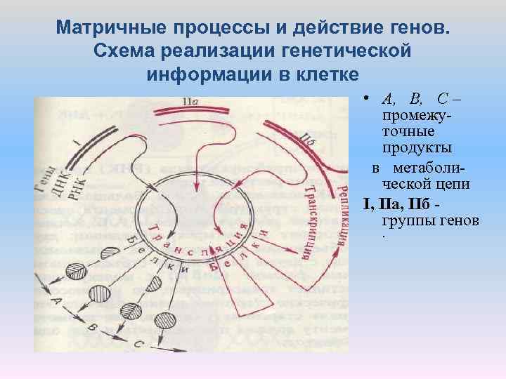 Матричные процессы. Понятие о матричных процессах. Матричные процессы в клетке. Локализация матричных процессов в клетке. • Понятие о матричных процессах в клетке.