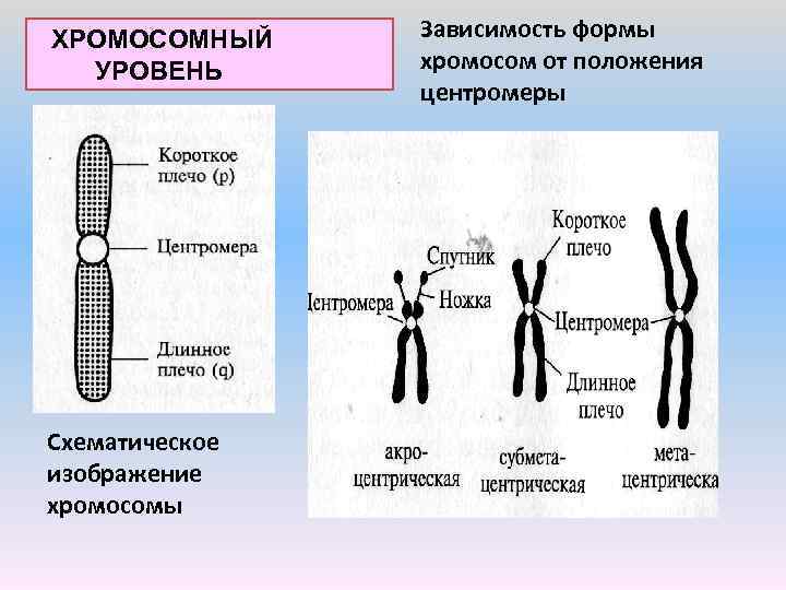 Изменение формы хромосом. Акроцентрические хромосомы строение. Метацентрические субметацентрические акроцентрические хромосомы. Строение хромосомы генетика.