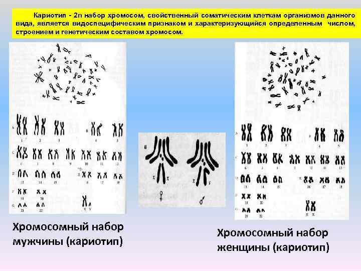 Определите число хромосом в клетках шимпанзе. Кариотип человека набор хромосом. Кариотип сельскохозяйственных животных таблица. Кариотип соматической клетки женщины.