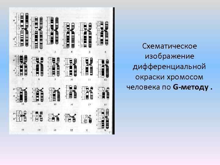 Как называется графическое изображение хромосом