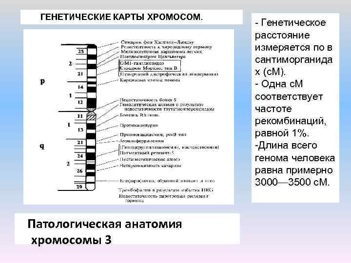 Презентация картирование хромосом человека