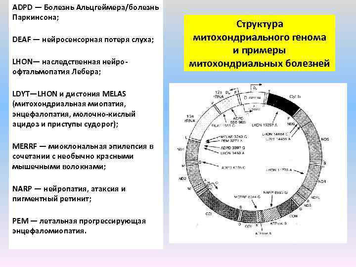 Карта генома это