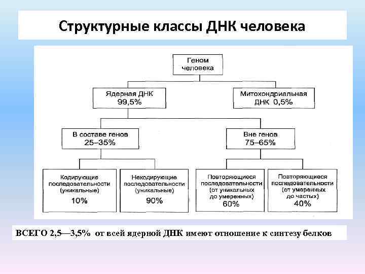 Геном человека схема