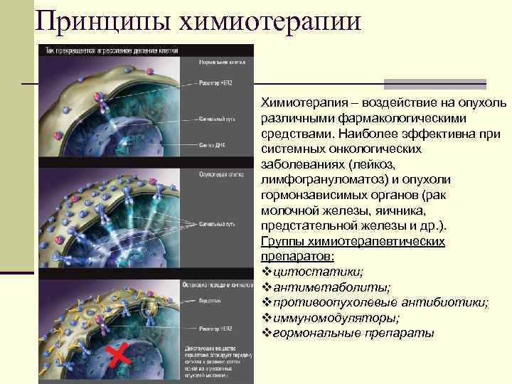 Принципы химиотерапии Химиотерапия – воздействие на опухоль различными фармакологическими средствами. Наиболее эффективна при системных