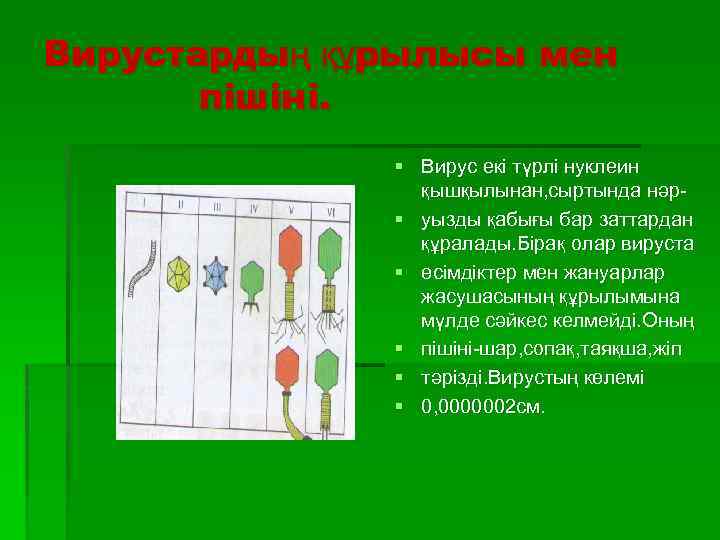 Вирустардың құрылысы мен пішіні. § Вирус екі түрлі нуклеин қышқылынан, сыртында нәр§ уызды қабығы