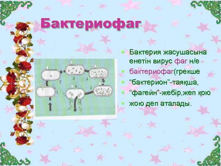 Бактериофаг § Бактерия жасушасына енетін вирус фаг н/е § бактериофаг(грекше § “бактерион”-таяқша, § “фагейн”-жебір,
