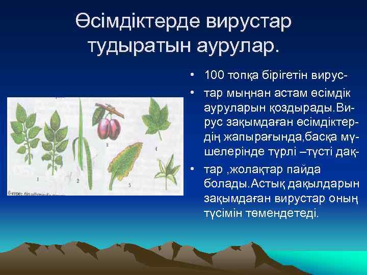 Өсімдіктерде вирустар тудыратын аурулар. • 100 топқа бірігетін вирус • тар мыңнан астам өсімдік