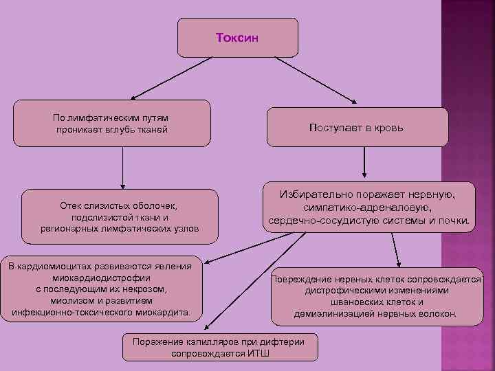 Токсин По лимфатическим путям проникает вглубь тканей Отек слизистых оболочек, подслизистой ткани и регионарных