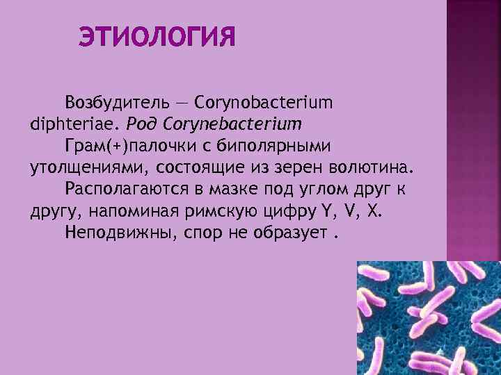 ЭТИОЛОГИЯ Возбудитель — Corynobacterium diphteriae. Род Corynebacterium Грам(+)палочки с биполярными утолщениями, состоящие из зерен