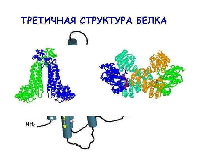 ТРЕТИЧНАЯ СТРУКТУРА БЕЛКА 
