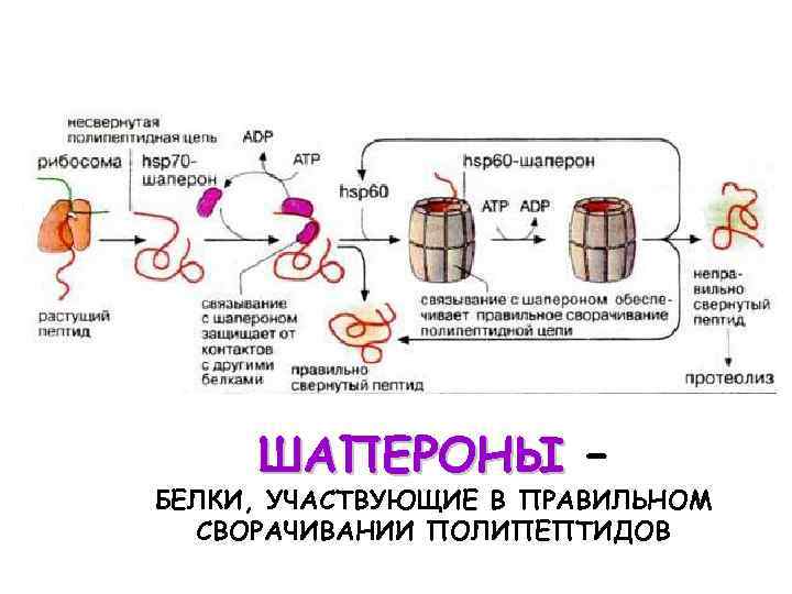 Роль белков шаперонов