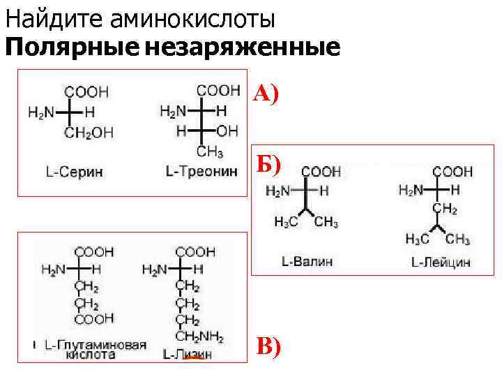 Найдите аминокислоты Полярные незаряженные A) Б) В) 