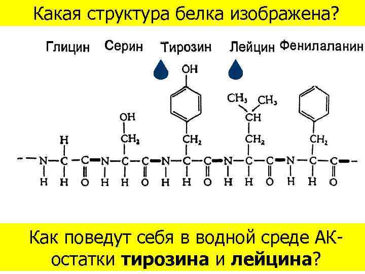 На схеме изображена трофическая структура хвойного леса какую ошибку допустил художник