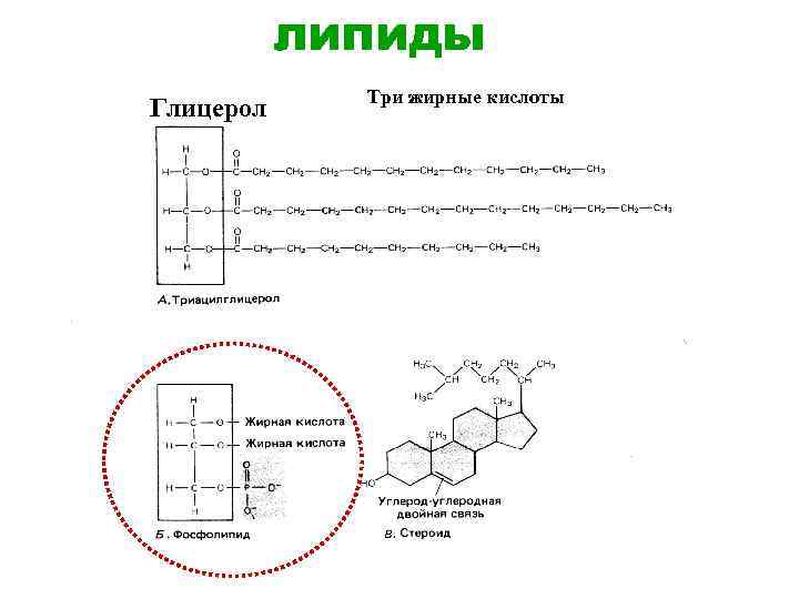 липиды Глицерол Три жирные кислоты 