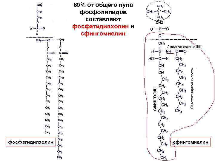 60% от общего пула фосфолипидов составляют фосфатидилхолин и сфингомиелин СН 2 фосфатидилхолин Остаток жирной