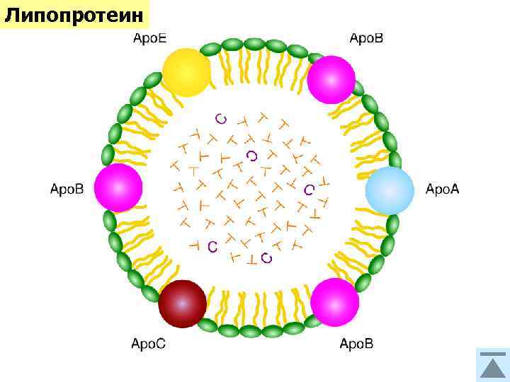 Липопротеин 