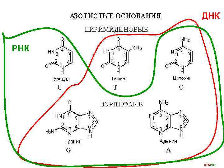 ДНК РНК ДНКРНК 
