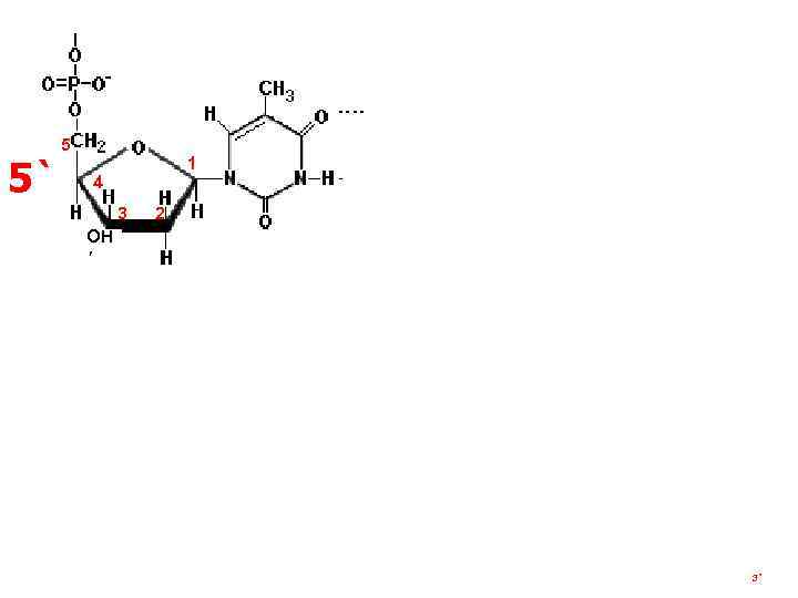 ТИМИН 3` АДЕНИН 5` 5 1 4 3 2 2 1 ОН Н 4