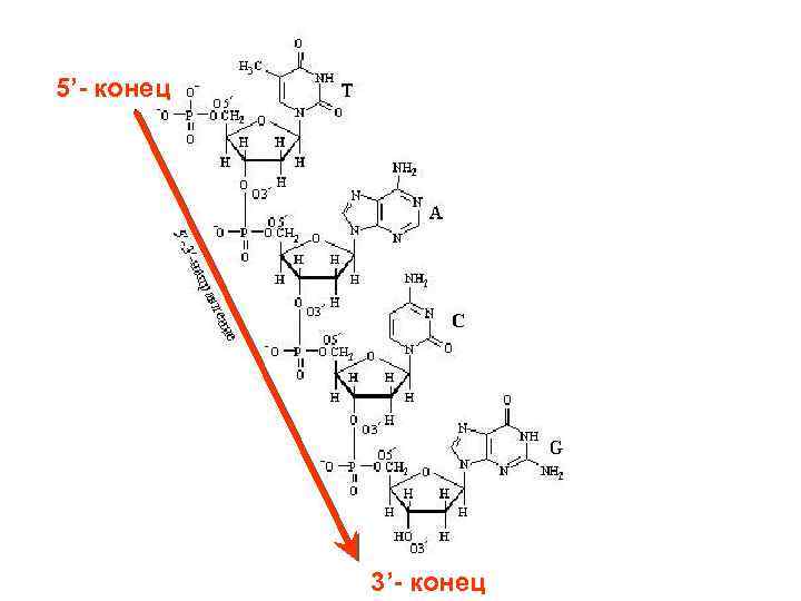 5’- конец 3’- конец 