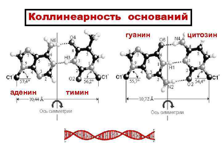 Коллинеарность оснований гуанин аденин тимин цитозин 
