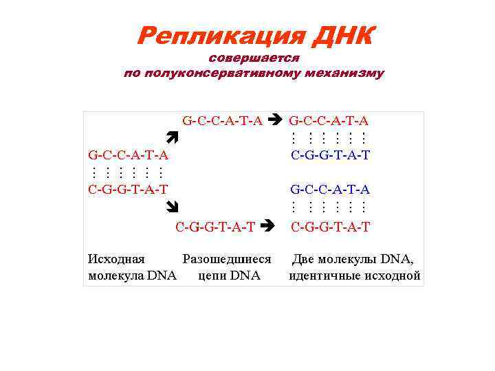 Репликация ДНК совершается по полуконсервативному механизму Be continuities … 