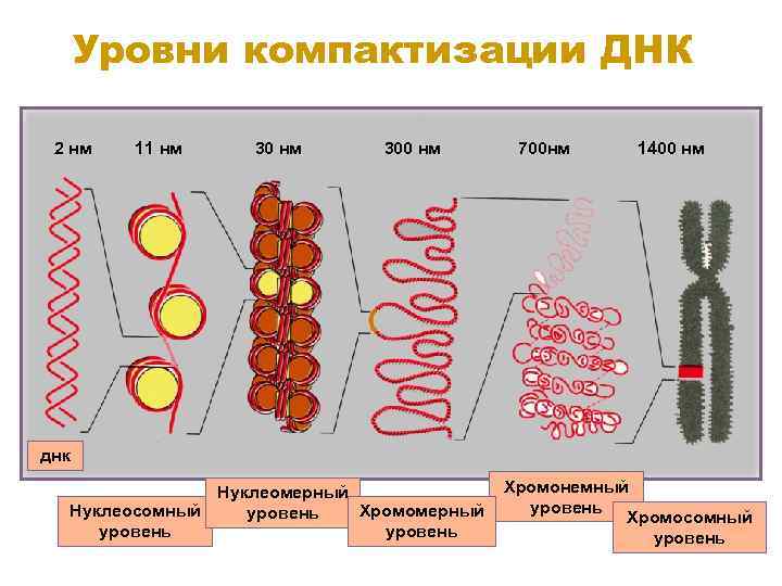 Уровень компактизации днк в хромосоме представленный на схеме