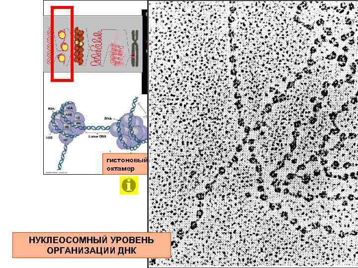ДНК гистоновый октамер НУКЛЕОСОМНЫЙ УРОВЕНЬ ОРГАНИЗАЦИИ ДНК 