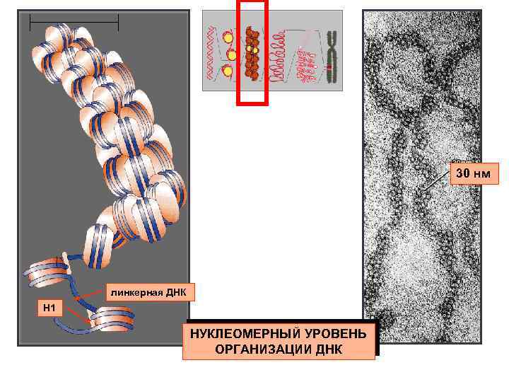 30 нм линкерная ДНК Н 1 НУКЛЕОМЕРНЫЙ УРОВЕНЬ ОРГАНИЗАЦИИ ДНК 