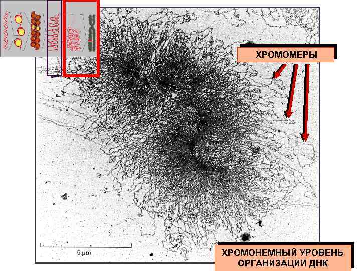 ХРОМОМЕРЫ ХРОМОНЕМНЫЙ УРОВЕНЬ ОРГАНИЗАЦИИ ДНК 